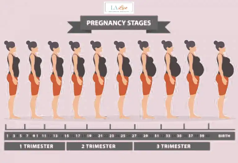 First Trimester (Weeks 1–12): Early Changes You Might Not Notice Dormer's Wells